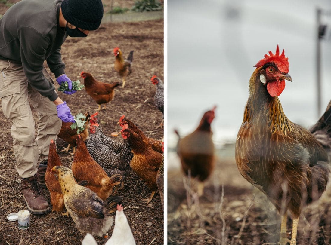 chickens being fed