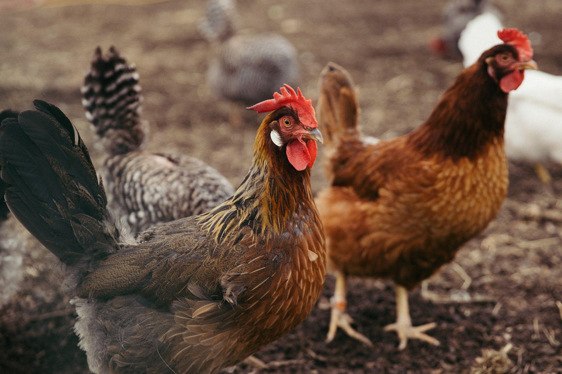 A mobile red chicken coop at Sierra Nevada Brewing Company in Mills River, North Carolina