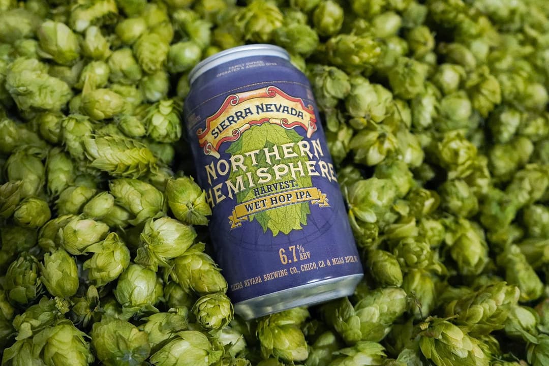 A can of Northern Hemisphere IPA in a bed of freshly harvested hops