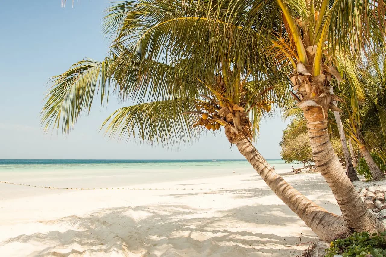 Palm trees on topical beach